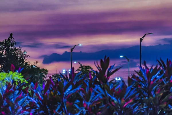 Crepúsculo Escena Hoja en el Parque Samanes, Guayaquill Ecuador —  Fotos de Stock