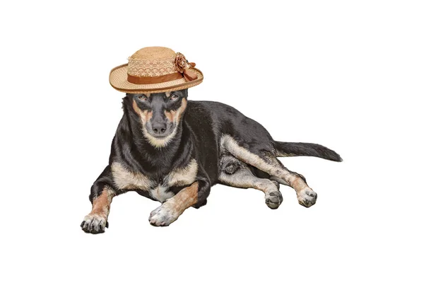 Petit chien avec chapeau femme — Photo