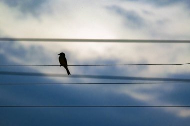 Kentsel kablolar üzerinden küçük kuş