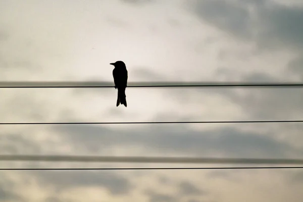Pequeño pájaro sobre cables urbanos — Foto de Stock