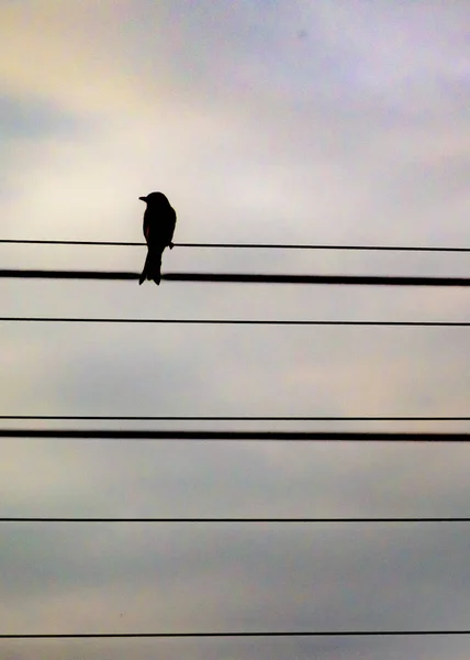 Pequeño pájaro sobre cables urbanos — Foto de Stock
