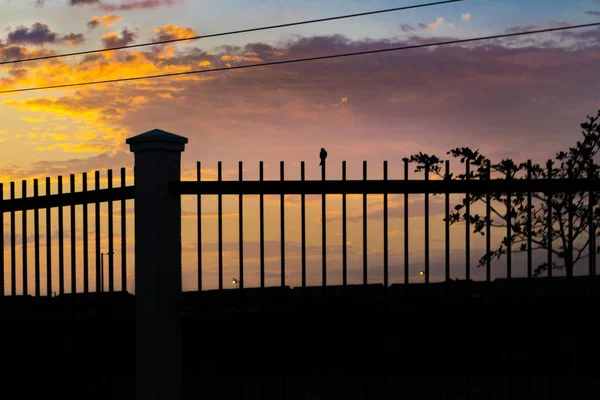 Sunset Scene Small Bird Over Fence
