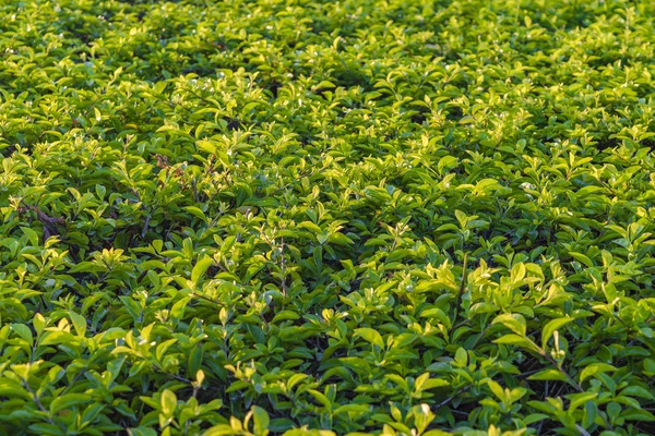 küçük bitkiler arka plan