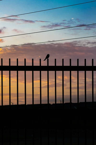 Sonnenuntergang Szene kleiner Vogel über Zaun — Stockfoto