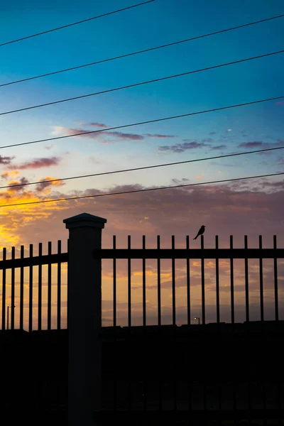 Naplemente jelenet kis madár, kerítés — Stock Fotó