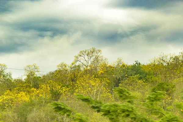 Tropical Meadow Scene at Guayaquil Outskirts, Ecuador — Stock Photo, Image