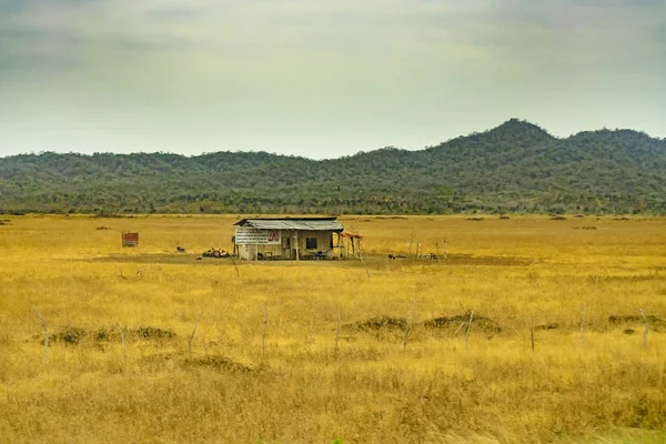 Tropical Meadow Scene at Guayaquil Outskirts, Ecuador