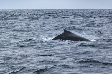 Vücut parçası balina okyanus