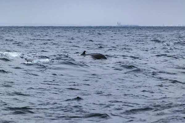 Parte del cuerpo Ballena en el océano — Foto de Stock