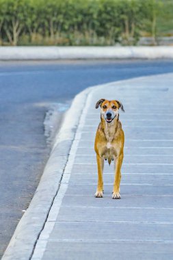 Kaldırım, sokak köpeği