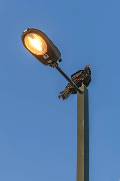 Black Scavenger at Top of Street Light — Stock Photo, Image