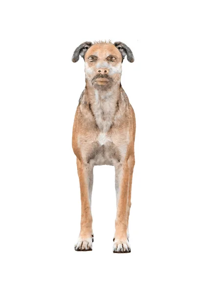 Pies z głowy człowieka — Zdjęcie stockowe