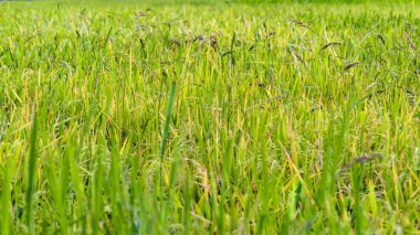 Yeşil Çimen Arkaplanı