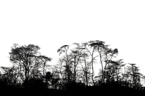 Silhouette isolée d'arbre de paysage — Photo