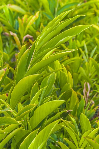 Closeup πράσινο τροπικά φυτά — Φωτογραφία Αρχείου