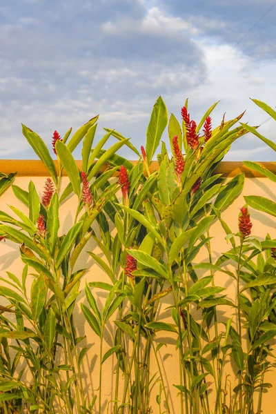Tropická rostlina s červenými květy — Stock fotografie