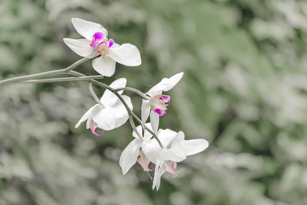 Pembe orkide ve yeşil bitkiler — Stok fotoğraf