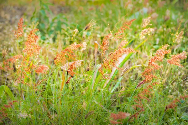 オレンジ色の植物および草の背景 — ストック写真