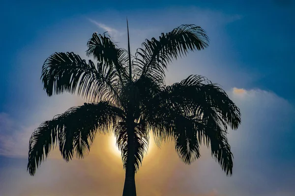 Palmera con sol detrás de la escena del atardecer — Foto de Stock