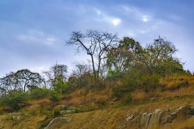 Tropikal kırsal manzara sahne
