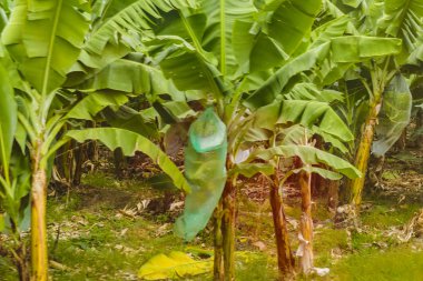 Kakao tarlaları Guayas District, Ecuador