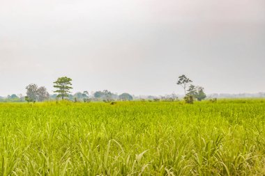 Tropikal kırsal manzara sahne, Ecuador