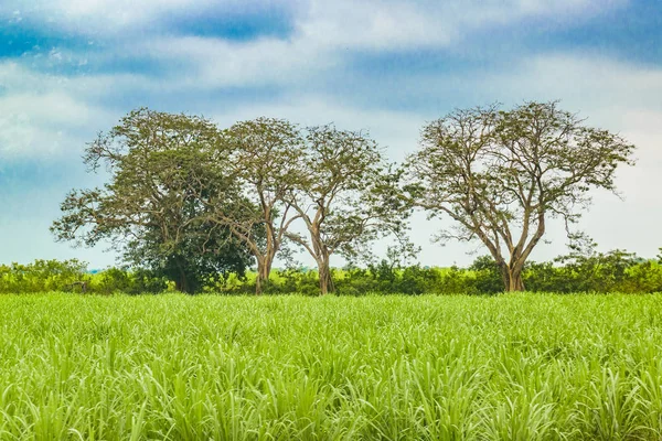 Tropikal kırsal manzara sahne, Ecuador