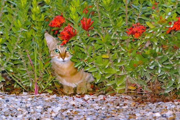 Rejtett belföldi macska-val éber kifejezés-on kert — Stock Fotó