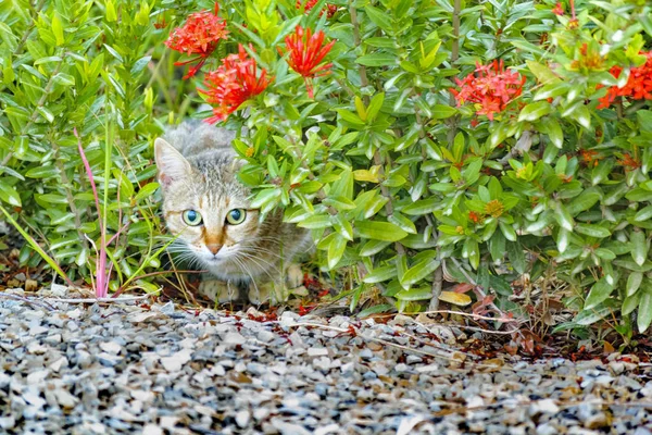 Прихований домашньої кішки з оповіщення вираз в саду — стокове фото