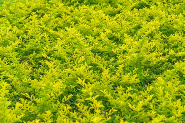 Antecedentes de plantas de hoja — Foto de Stock