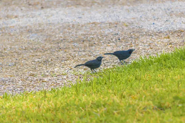 Dos pájaros pequeños en el jardín —  Fotos de Stock