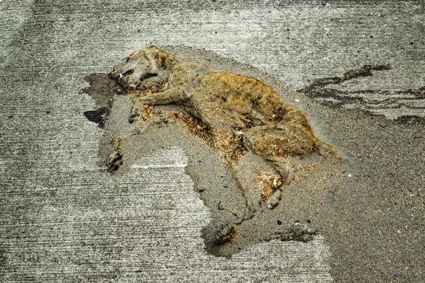 Cão morto em Asfalto — Fotografia de Stock
