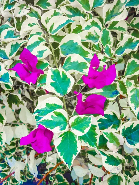 Colorful Santa Rita Blossom — Stock Photo, Image