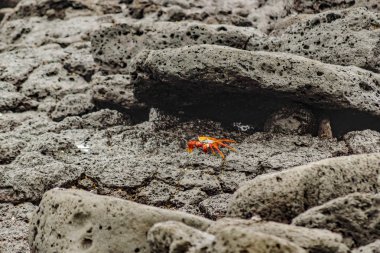 Galapagos Adası'nda renkli Yengeç