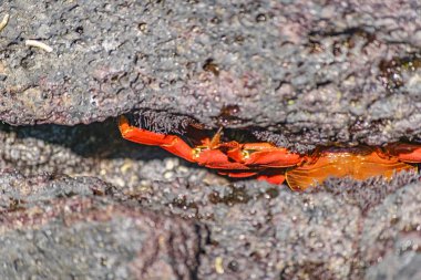 Renkli Yengeç gizli