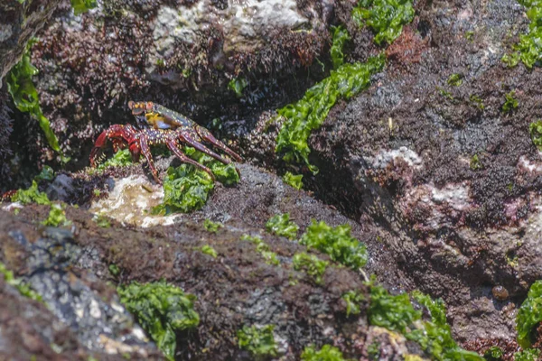 Black Crab at Galapagos Island — Stock Photo, Image
