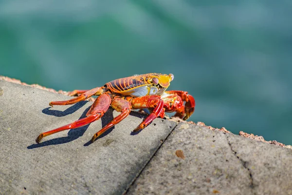 Barevný krab na Galapágy — Stock fotografie