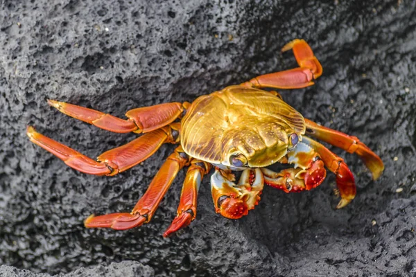 Bunte Krabbe auf Galapagos-Insel — Stockfoto