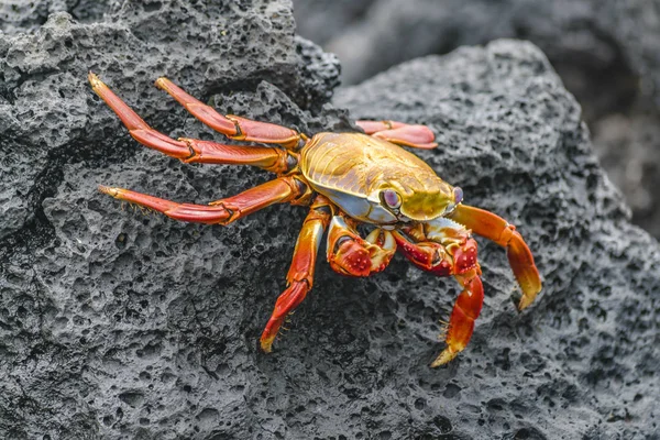 Colored Crab at Galapagos Island — Stock Photo, Image