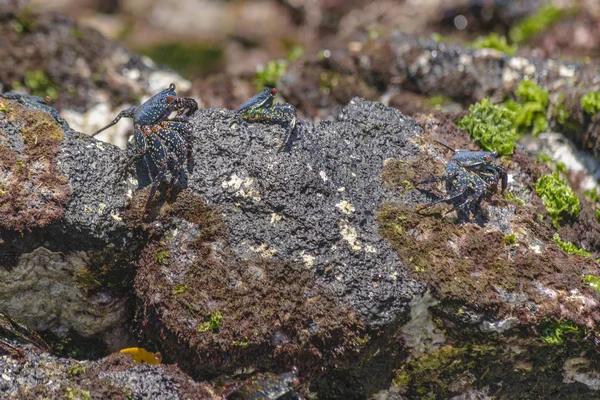 Группа крабов на Галапагосском острове — стоковое фото