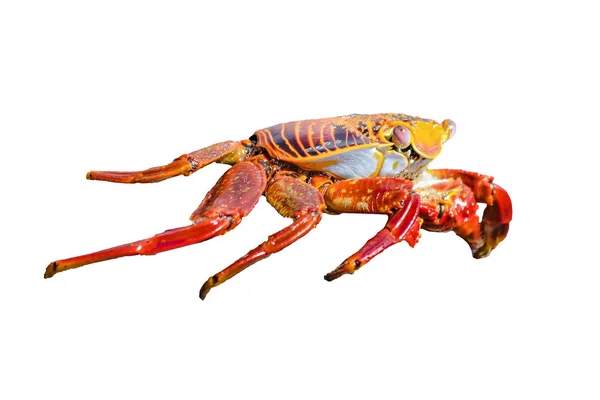 Crabe de couleur isolé — Photo