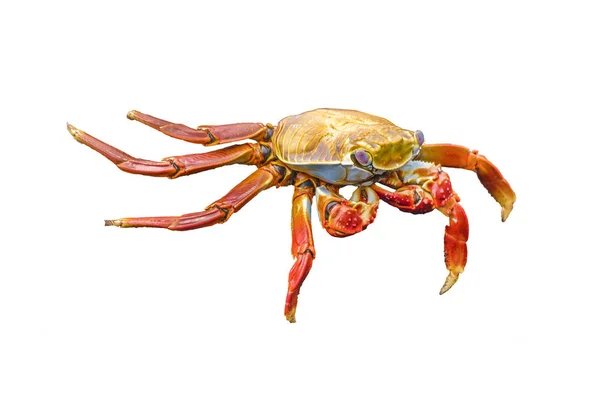 Colored Crab Isolated — Stock Photo, Image