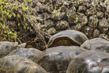 Galapagos dev kaplumbağalar, Ecuador