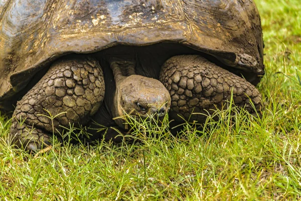 ガラパゴス巨大なカメ、エクアドル — ストック写真