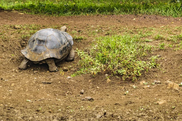 ガラパゴス巨大なカメ、エクアドル — ストック写真