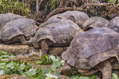 Galapagos dev kaplumbağalar, Ecuador