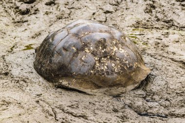 Galapagos dev kaplumbağa, Ecuador