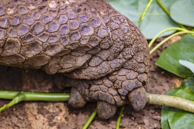 Galapagos dev kaplumbağa cilt