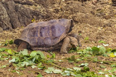 Galapagos dev kaplumbağa, Ecuador