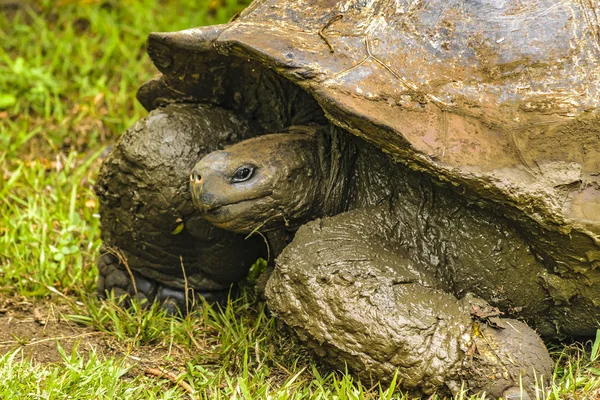 Galapagos Giant schildpad, Ecuador — Stockfoto